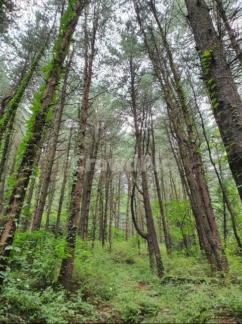 나무,숲,초옥,초록,green,자연,풍경,nature,landscape,tree,plant,식물