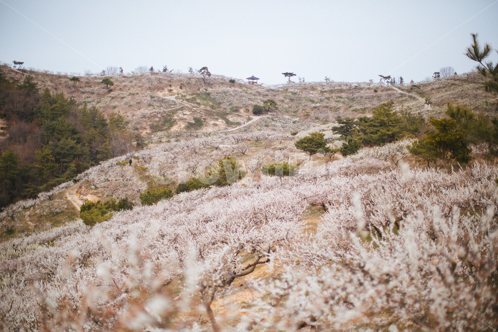 봄,매화,꽃,농장,자연,풍경,나무,봄,계절,spring,season,자연,풍경,nature,landscape,plant,식물