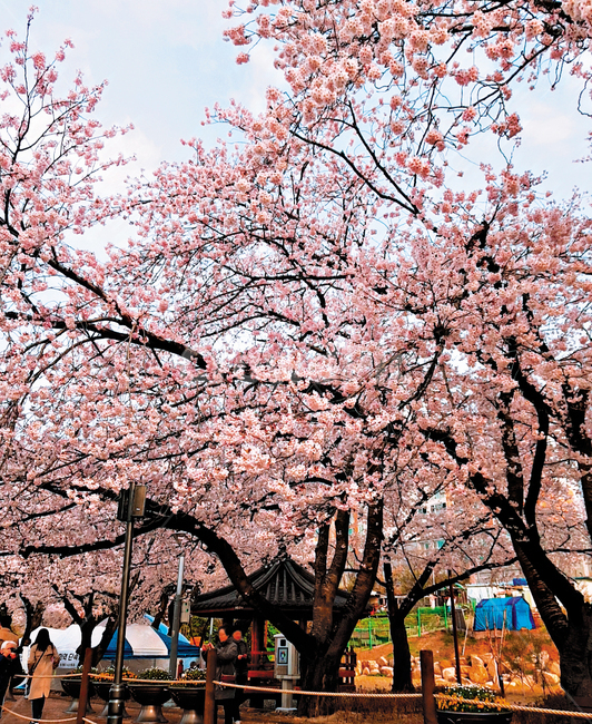 벚꽃,cherryblossom,진해,벚꽃축제,봄,꽃,flower,식물,plant,blossom,자연,식물,자연,plants,nature,꽃,flower,나무,trees,wood