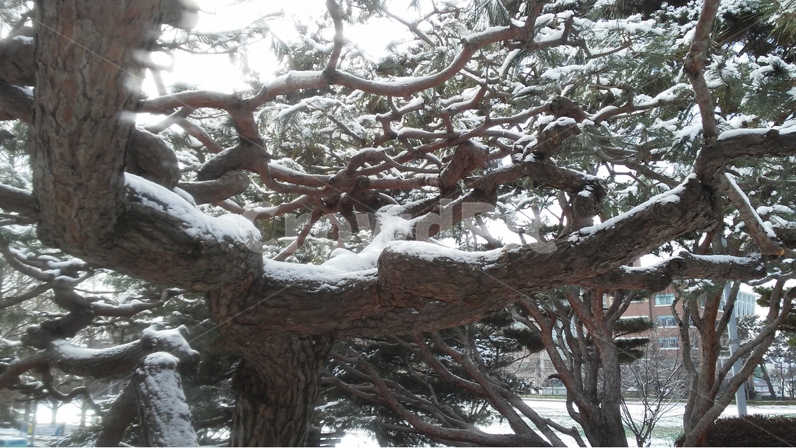 소나무,솔방울,송화,적송,육송,상록교목,송잎,겨울,계절,winter,season,식물,자연,plants,nature,나무,trees,wood