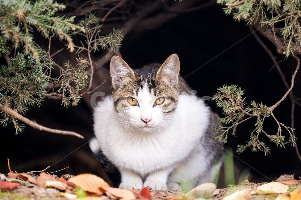 고양이,동물,포유류,길냥이,cat,animal,pet,동물,animal,포유류,mammal,고양이,cat,kitten,kitty