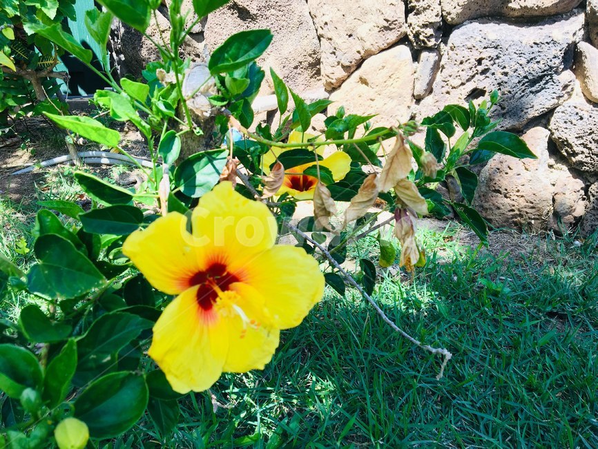 plant,식물,blossom,꽃,노란꽃,하와이,hawaii,nature,자연,배경,돌담,yellowflower