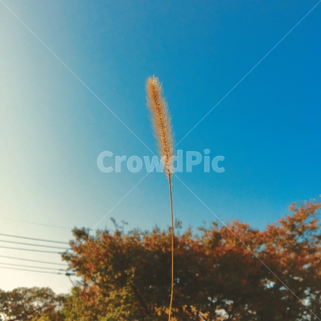 가을,하늘,맑음,갈대,꽃,가을,계절,fall,autumn,season,식물,자연,plants,nature,grass,잔디,plant,lawn