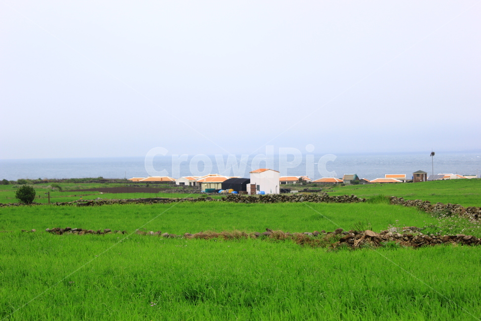 Gapadobori,landscape photography,Gapado,nature,Jeju waves,island,barley field,barley,cure,Jeju barley field,Gapado green barley,island within an island,green barley,healing,green barley field,green plants,plant,sight,Gapado barley field