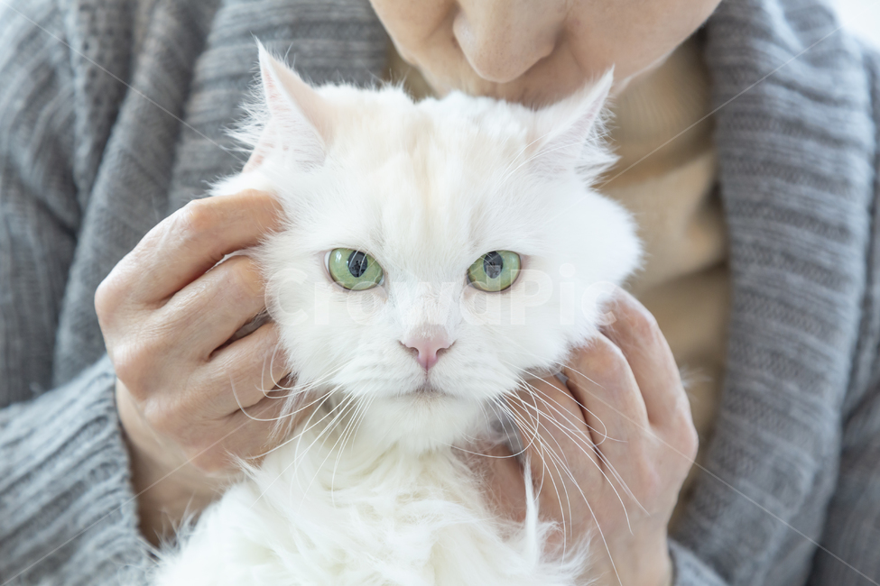 고양이,입맞춤,반려동물,동물,고양이눈,동물,animal,포유류,mammal,고양이,cat,kitten,kitty