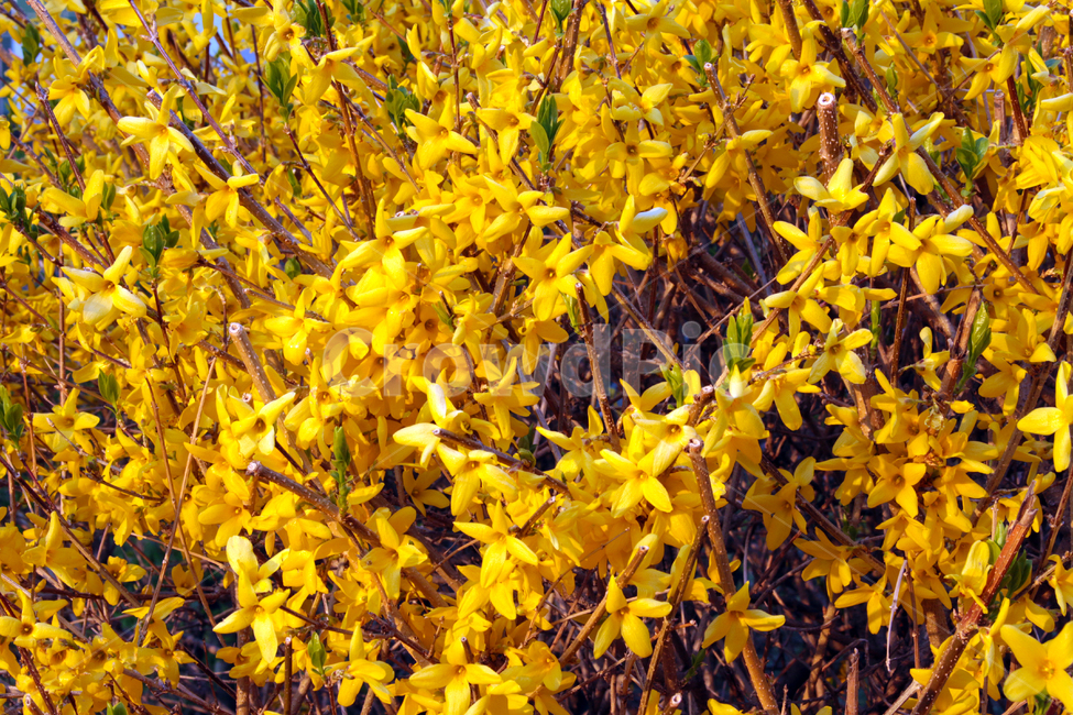 leaf,잎,plant,개나리,봄,꽃,나무,식물,자연