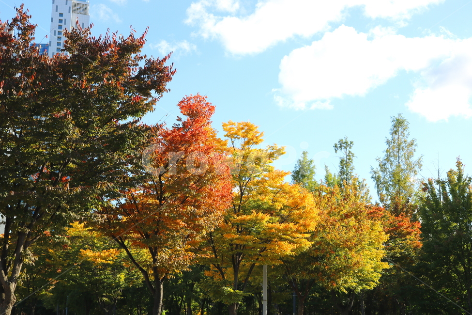 나무,단풍,식물,자연,풍경,가을,느티나무,하늘,가을,계절,fall,autumn,season,자연,풍경,nature,landscape,tree,plant