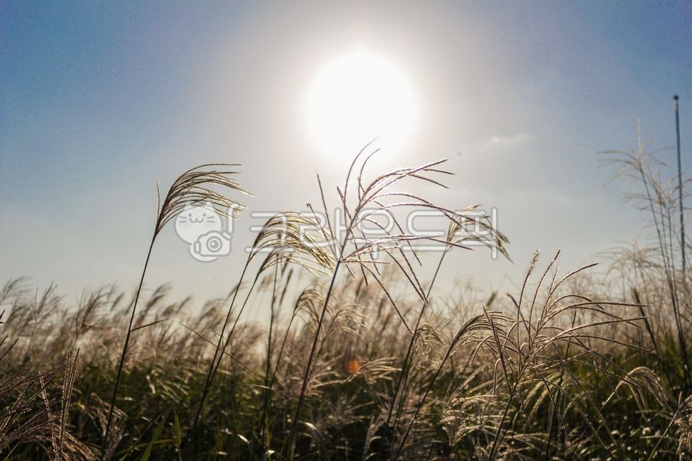 순천만습지,갈대밭,억새,억새밭,억새축제,갈대,억새군락지,억새평원,갈대숲,갈대꽃,갈대축제,갈대군락지,갈대길,갈대습지,갈대습지공원,가을,순천만국가정원,순천만억새,갈대공원,억새공원,reed,flamegrass,silvergrass