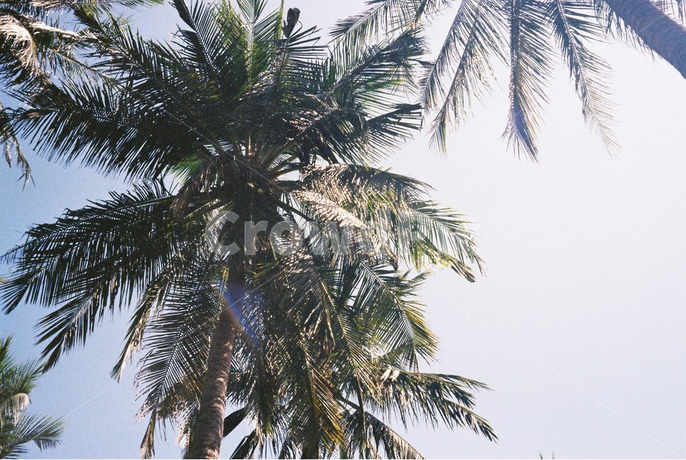 야자수,나무,날씨,필름,film,filmphoto