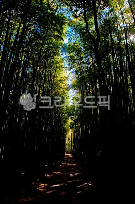 kyoto,bamboo,forest,japan,Kyoto,Arashiyama,plant