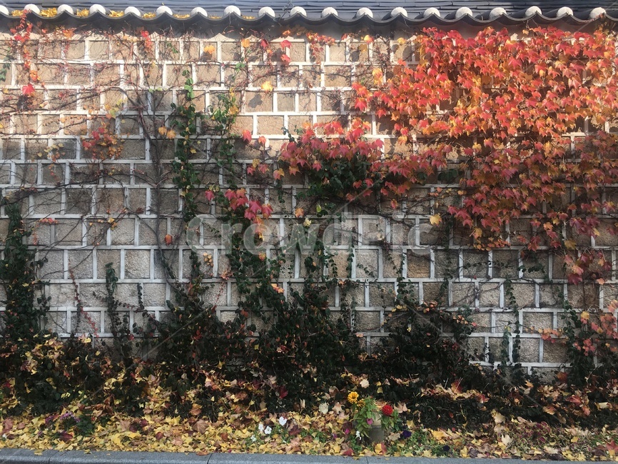 가을,담벼락,낙엽,삼청동,단풍,가을,계절,fall,autumn,season,한국전통,한국문화,korean traditional,korean culture,건축물,건물외관,exterior,building,structure,architecture,construction,brick,벽돌,wall,벽