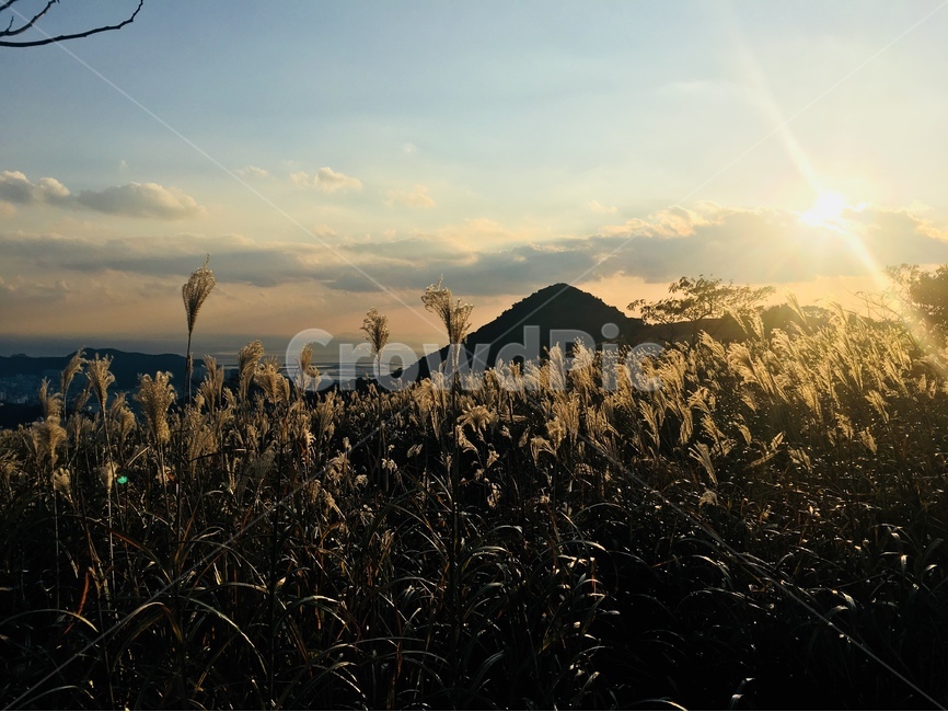 노을,sunset,승학산,mountain,하단,을숙도,낙동강,자연,풍경,nature,landscape,light,빛,flare,플레어,grass,잔디,plant,식물