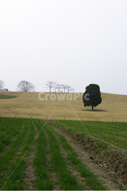 공원,나무,식물,plant,봄,spring,계절,자연,풍경,nature,landscape,outdoors,옥외,field,들,grassland,목초지