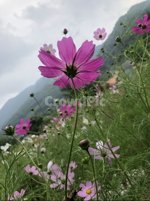 나들이,주말,가을,비,꽃,식물,자연,plants,nature,꽃,flower