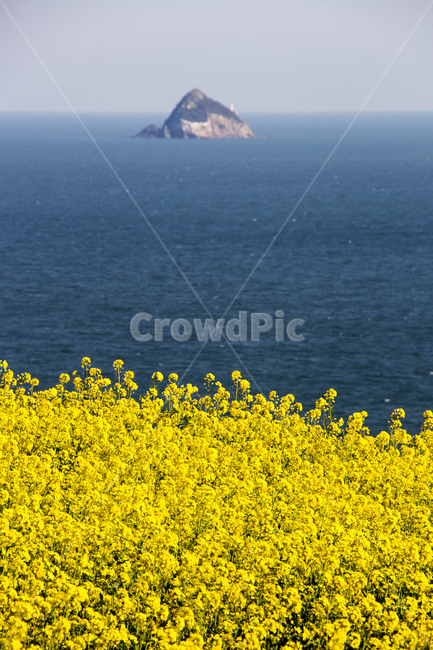 유채꽃,유채,바다,섬,꽃,봄,봄꽃,봄,계절,spring,season,자연,풍경,nature,landscape,field,들