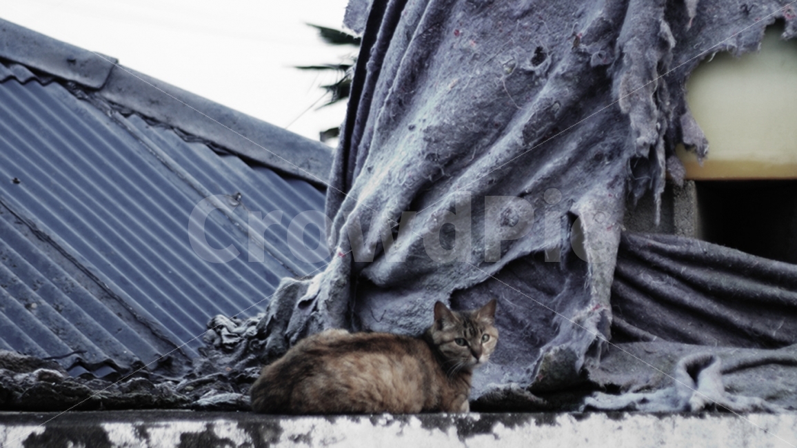 고양이,빈티지,방랑자,떠돌이,지붕,동물,animal,포유류,mammal,고양이,cat,kitten,kitty