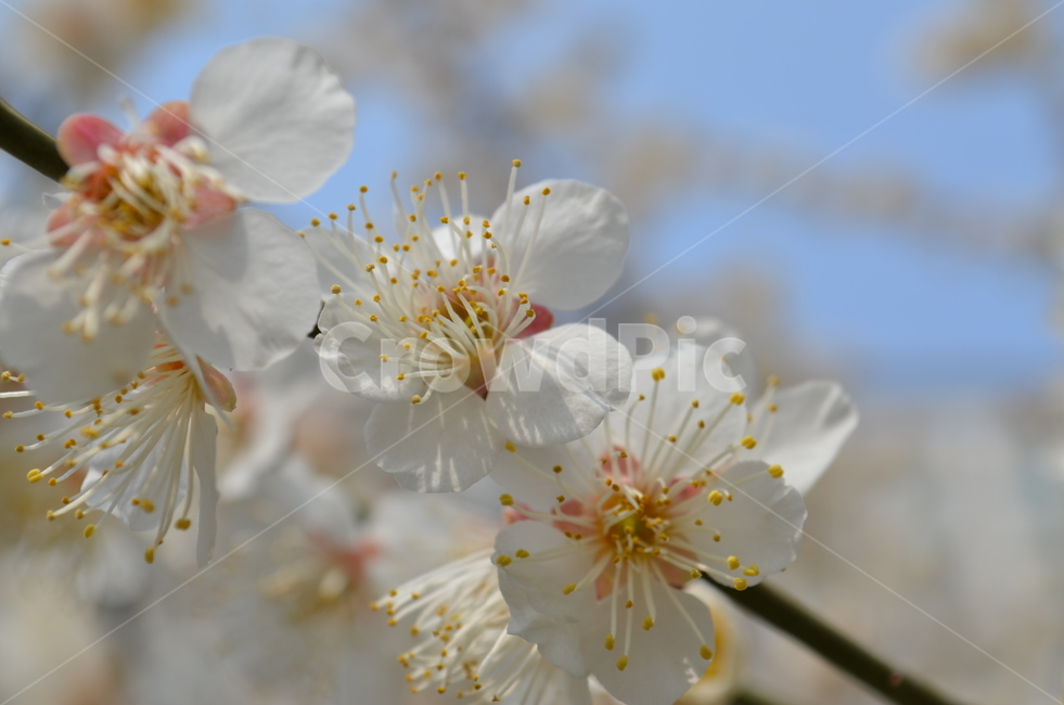 봄,꽃,하얀꽃,개화,포근함,식물,자연,plants,nature,꽃,flower