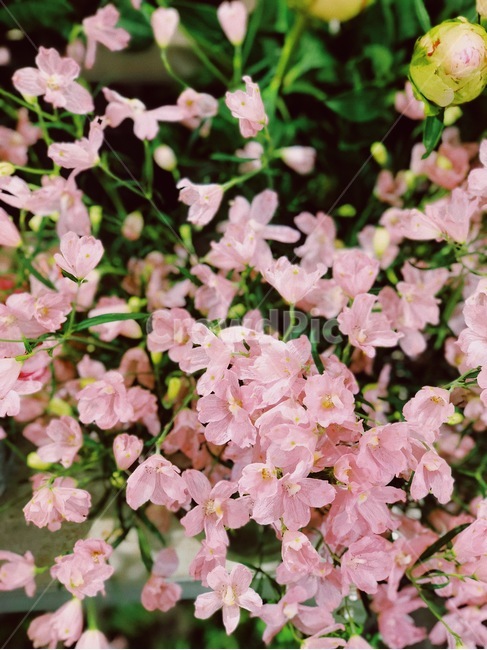 plant,식물,blossom,꽃,pinkflower,flower,분홍색꽃