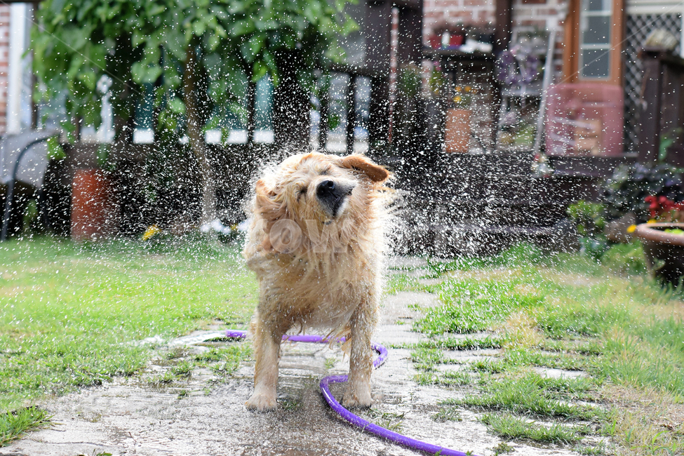 heat,water drop,golden retriever,shake,water lake,animal,body shave,bath,pet dog,dog,summer