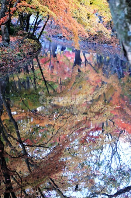 가을,단풍,나무,식물,자연,계곡물,그림자,자연풍경,감성,예쁨,아름다움,nature,autumn,trees,가을,계절,fall,autumn,season,land,땅,outdoors,옥외,water,물