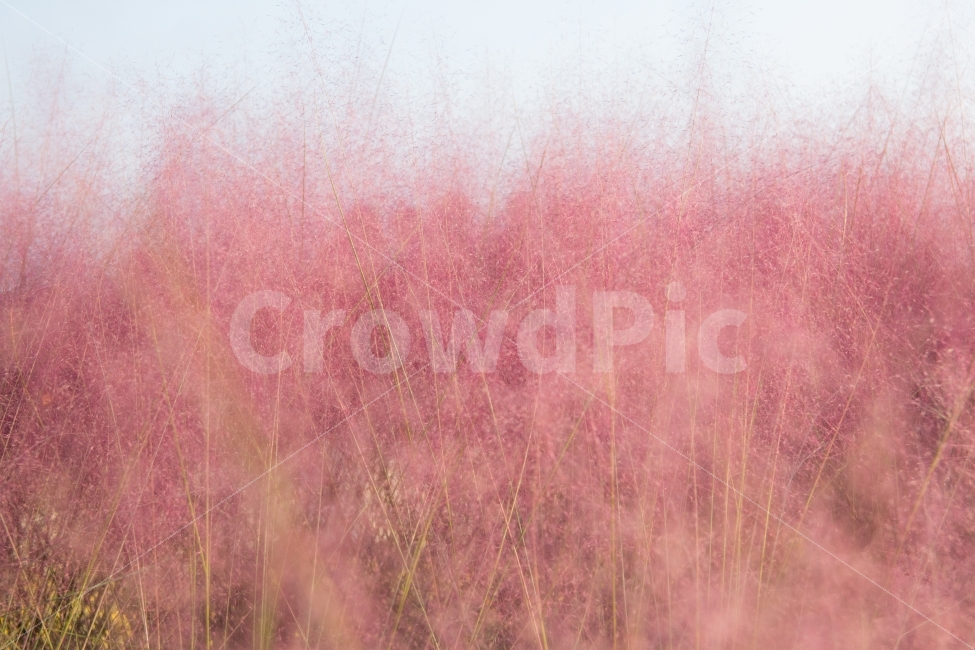 핑크뮬리,억새,풍경,오후,따뜻함,식물,자연,plants,nature,감성,sensible,feeling,색깔,색상,색채,색감,color sense,color sensitivity,feeling of color