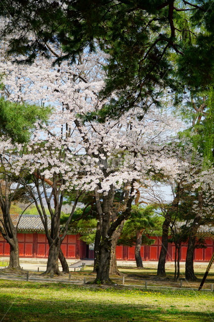 창경궁,벚꽃,벚꽃나무,하늘,봄,서울,한국,대한민국,korea,spring,changgyeonggungpalace,palace,changgyeonggung,seoul,cherryblossom,tree,자연,nature,식물,plants,한국적인,한국자연,한국풍경,경치,landscpae,4월,april,봄꽃,구름,sky,cloud,왕궁,궁전,궁궐,식물,자연,plants,nature,나무,trees,wood