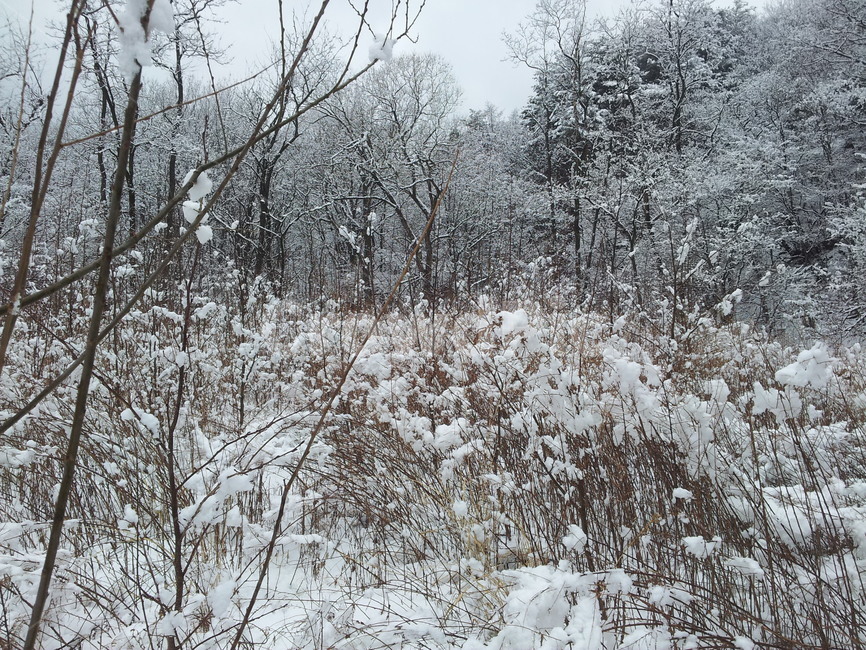 눈,눈꽃,겨울,나무,자연,풍경,겨울,계절,winter,season,자연,풍경,nature,landscape,outdoors,옥외,storm,폭풍,snow,blizzard,눈보라