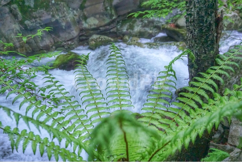 시냇물,태백산,계곡,흐린날,산속,식물,자연,초록,한국,nature,식물,자연,plants,nature