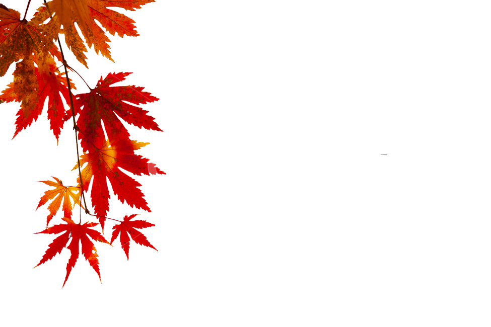 단풍누끼,단풍,가을,배경이미지,단풍잎,빨간쌕,단풍배경,가을,계절,fall,autumn,season,누끼,remove background,leaf,잎,plant,식물,tree,나무