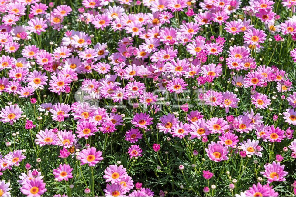 sunshine,marguerite,spring,red,horticulture,leaves,flowers,flowerbed,warm,plant,stems,In marigut,flower bed,gardening,Marigut,flowergarden,perennial plant,flower garden,astergenus,petals,thirsty margaret,petal,plants,argyranthemumfrutescens,green,Horticul