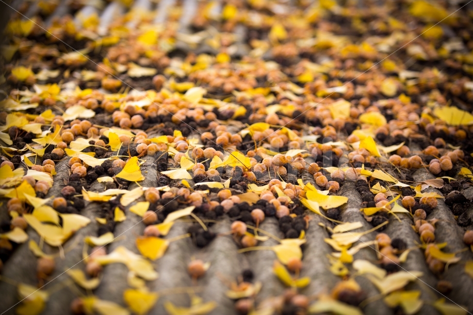은행,은행나무,노랑노랑,가을,감성,노란색,옐로우,가을,계절,fall,autumn,season,과일,열매,fruit,plant,식물,leaf,잎,ground,바닥