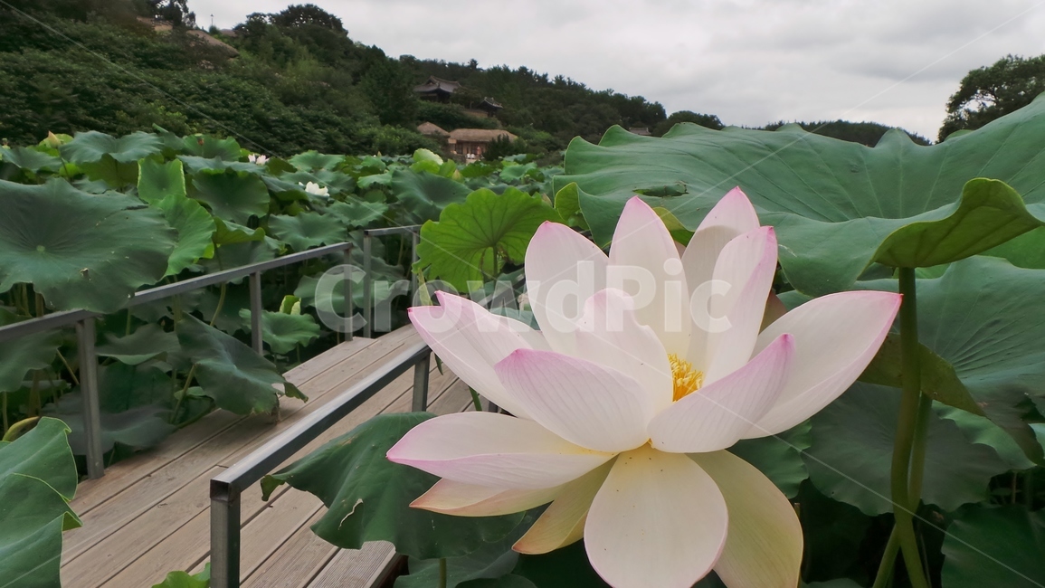 경주,교촌마을,연꽃,한옥,꽃,식물,자연,plants,nature,꽃,flower