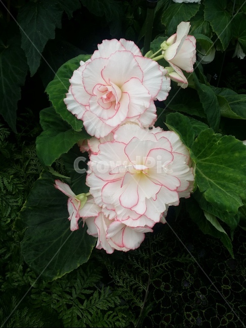 장미꽃,휜색,pinklines,자연,꽃,식물,beautiful,garden,park,nature,flower,roses,whiteroses,plant,식물,자연,plants,nature,꽃,flower