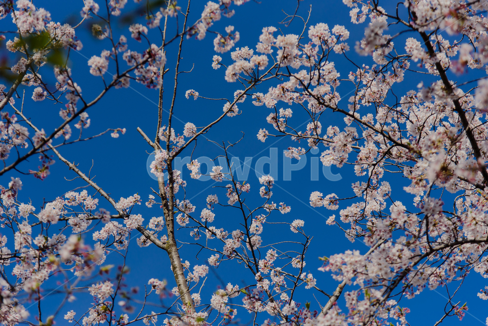 벚꽃,봄,봄꽃,꽃,식물,자연,핑크,핑크색꽃,계절,시즌,spring,春,スプリング,桜,벚나무,하늘,파란색,봄,계절,spring,season,식물,자연,plants,nature,꽃,flower,plant,blossom