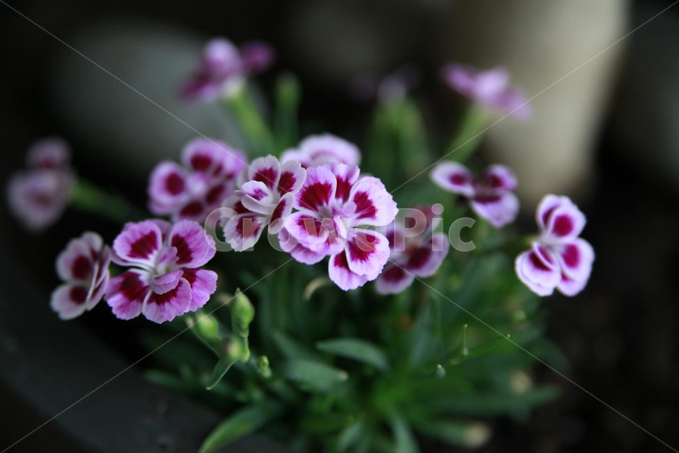 봄꽃,꽃,아름다움,봄소식,식물,클로즈업,식물,자연,plants,nature,꽃,flower
