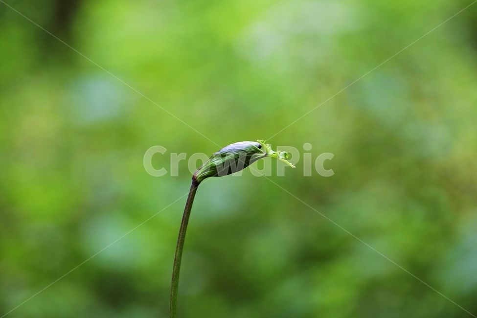 자연,식물,야생화,flower,nature