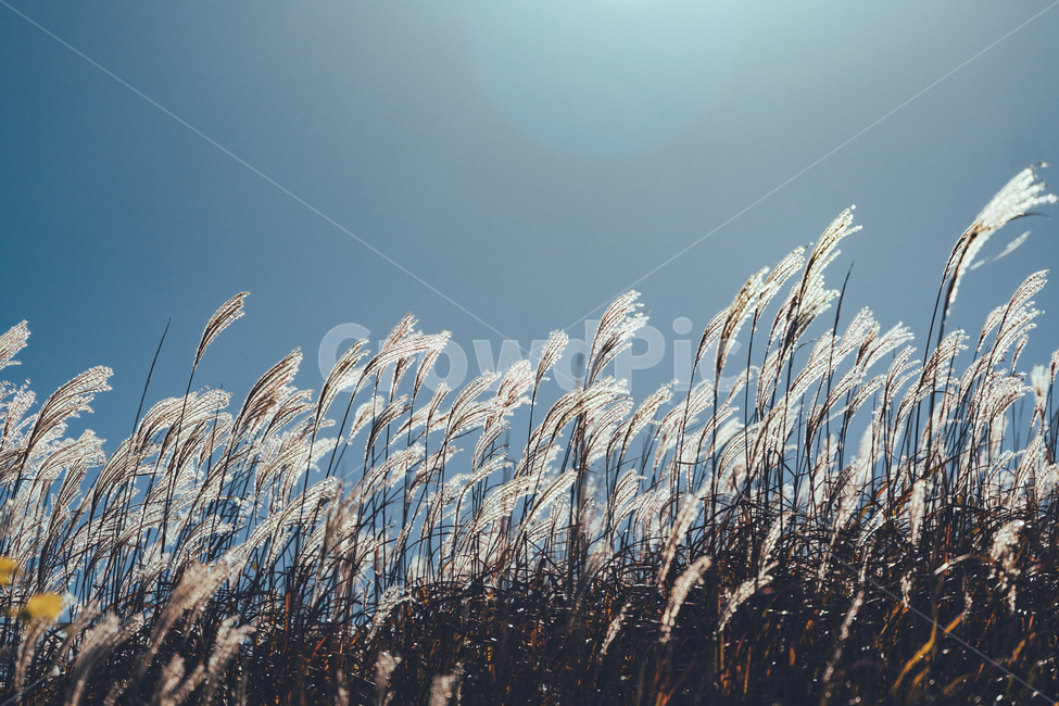 가을,하늘,억새,갈대,산,감성,가을,계절,fall,autumn,season,자연,풍경,nature,landscape,grass,잔디,plant,식물,lawn,reed