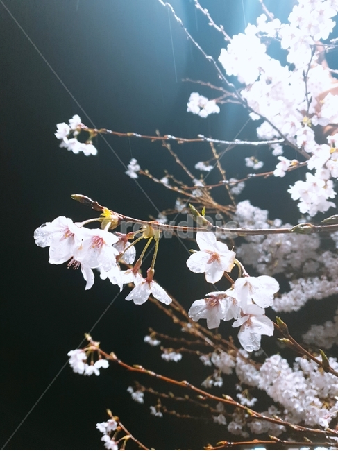 벚꽃,조명,밤벚꽃,봄,벚나무,봄,계절,spring,season,야경,밤,풍경,nightscape,night,landscape,식물,자연,plants,nature,꽃,flower,plant