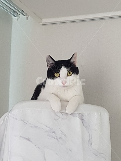 고양이,코리안숏헤어,바둑이,에어컨,쉬는양이