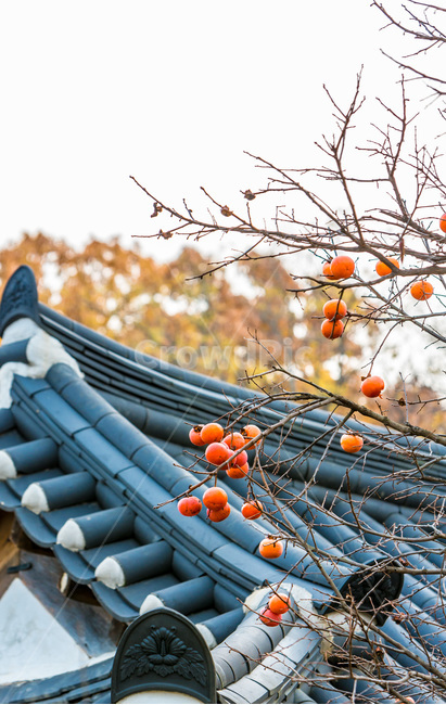 기와,고택,선,문양,까치밥,감,가을,가을,계절,fall,autumn,season,한국전통,한국문화,korean traditional,korean culture,과일,열매,fruit,건축물,건물외관,exterior,building,structure,architecture,construction,plant,식물,persimmon,food,음식