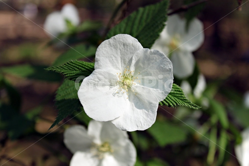 꽃,하얀꽃,식물,꽃잎,만개,flower,white,plant,식물,자연,plants,nature,꽃,flower