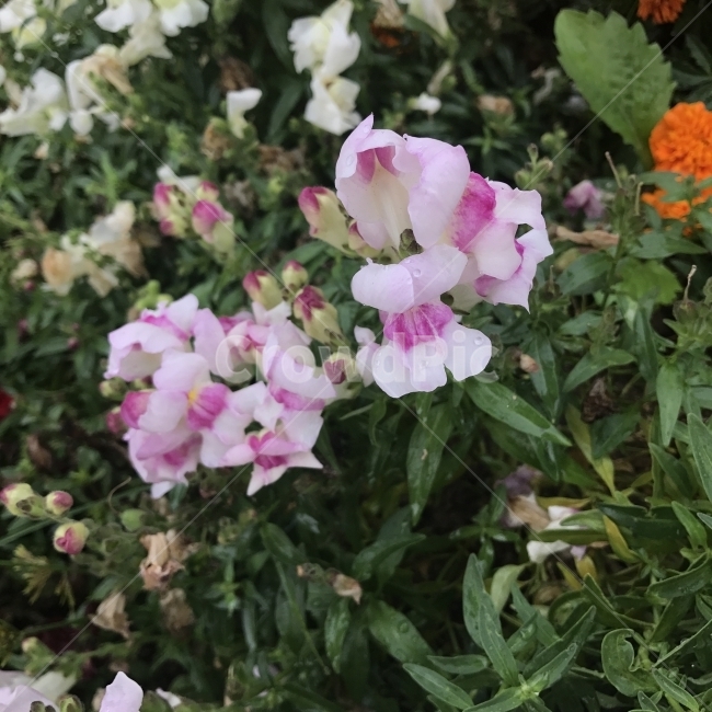 금어초,금붕어초,해골초,SnapDragon,Snapdragon,현삼과,한두해살이풀,용머리,입술모양,삭과,식물,꽃,Flower,식물,자연,plants,nature,꽃,flower