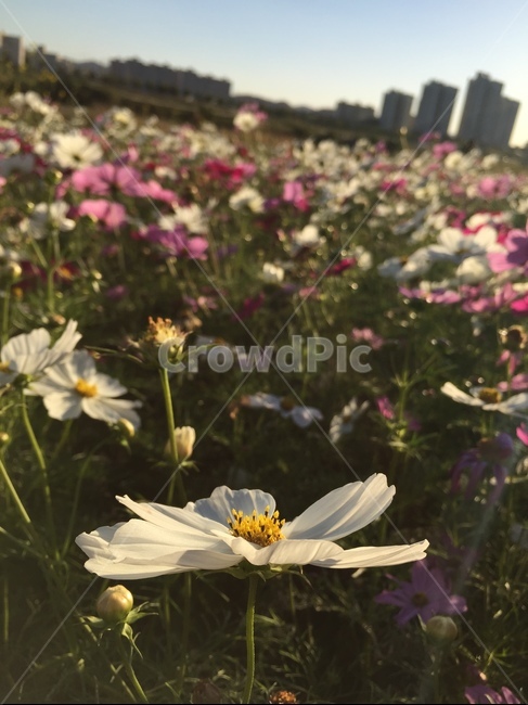 꽃,꽃밭,가을,코스모스,cosmos,자연,가을,계절,fall,autumn,season,꽃,flower,plant,식물