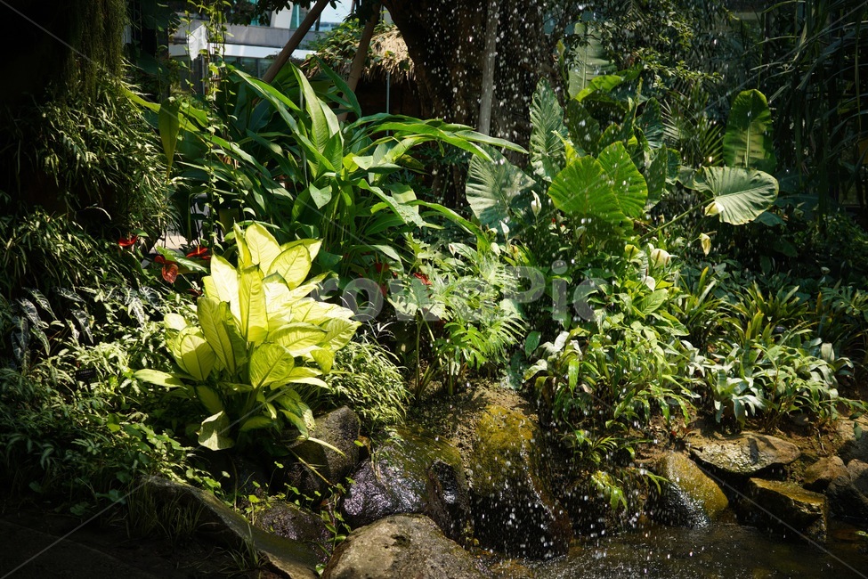 식물,plants,열대식물,greenery,초록,잎사귀,나뭇잎,활엽수