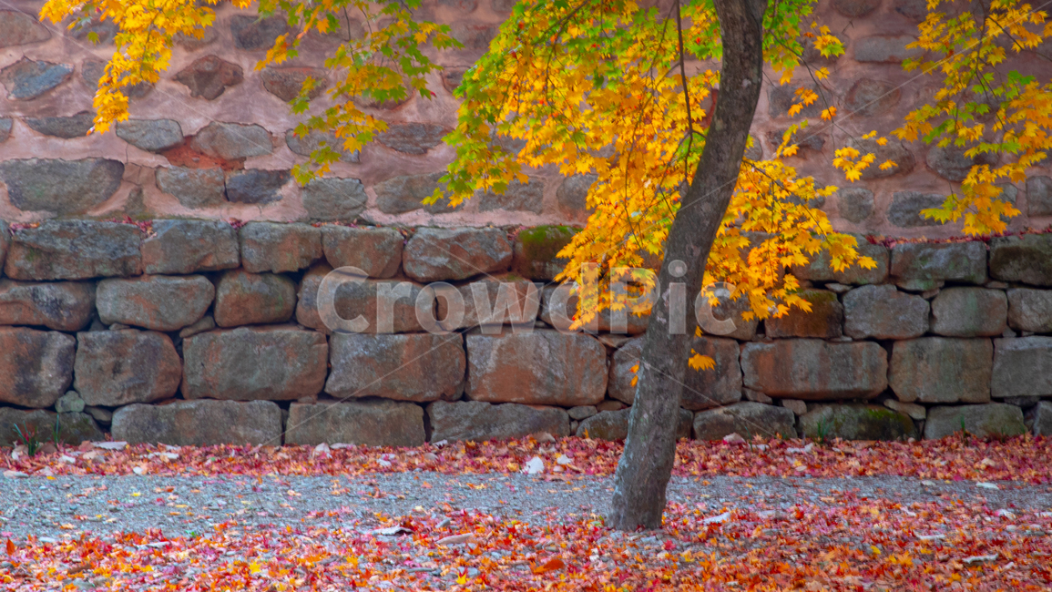 가을,돌담,나무,한국,낙엽,가을,계절,fall,autumn,season,자연,풍경,nature,landscape,tree,plant,식물,leaf,잎