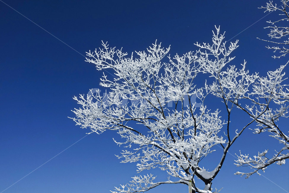 눈,눈꽃,자연,설경,겨울,snow,겨울,계절,winter,season