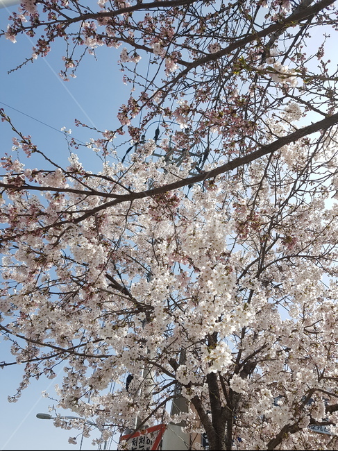 식물,꽃,flower,벚꽃,blossom,cherryblossom