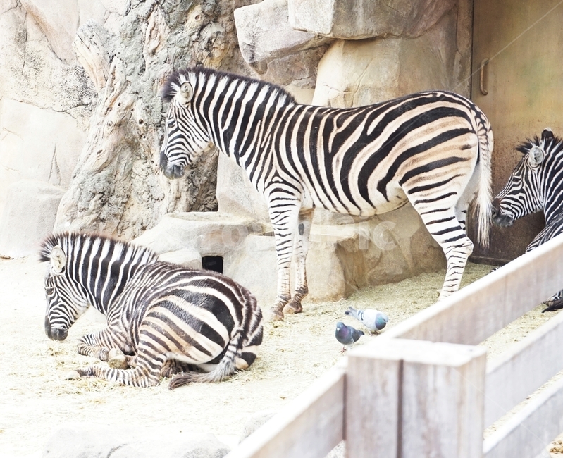 얼룩말,줄무늬,초식,동물,포유류,animal,nature,동물보호,동물원,park,animalpark,자연,동물,animal,포유류,mammal
