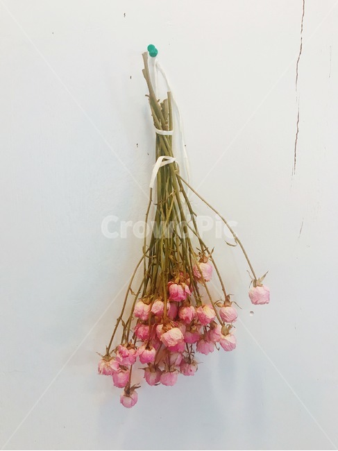 꽃,드라이플라워,감성사진,장미,배경,꽃,flower