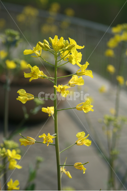 유채꽃,봄,봄날,봄풍경,감성,spring,flower,공원,풍경,식물,새싹,잎,초록,꽃,노란색,봄,계절,spring,season,식물,자연,plants,nature,꽃,flower